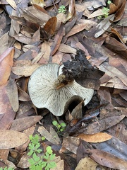 Entoloma ferruginans