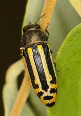 Acmaeodera grata