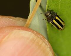 Acmaeodera grata