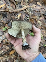 Entoloma ferruginans