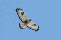 Buteo lagopus lagopus