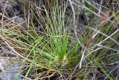 Bulbostylis lanata