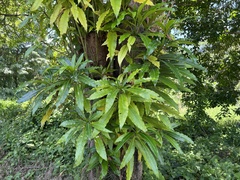 Rauvolfia caffra