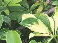 Condylostylus pruinosus