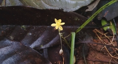 Curculigo orchioides