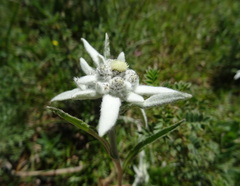 Leontopodium campestre