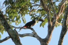 Ramphastos tucanus