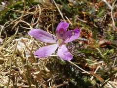 Erodium carvifolium