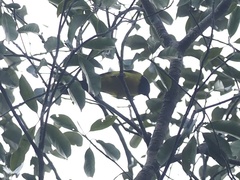 Melanochlora sultanea