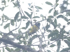 Melanochlora sultanea