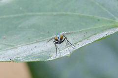 Condylostylus pruinosus