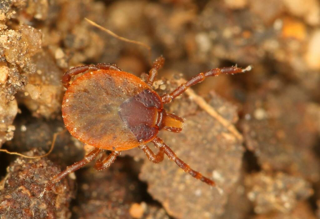 Amblyomma latum