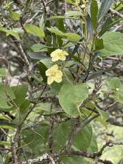 Sphedamnocarpus pruriens pruriens