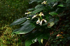 Hemiboea subcapitata