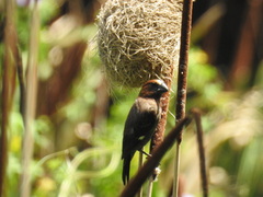 Amblyospiza albifrons