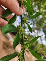 Balanites aegyptiaca