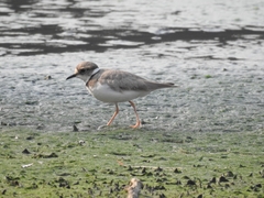 Charadrius placidus