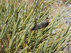 Cytisus oromediterraneus