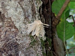 Akanthomyces aculeatus