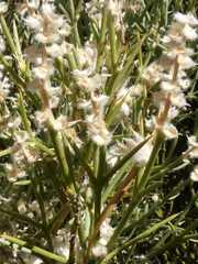 Echinospartum ibericum