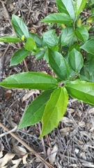 Alchornea triplinervia