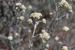 Helichrysum rosum