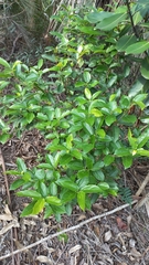 Alchornea triplinervia