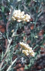 Helichrysum rosum