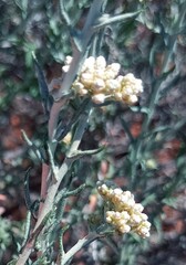 Helichrysum rosum