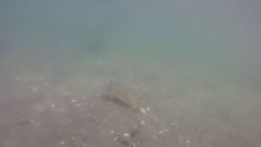 Myliobatis peruvianus