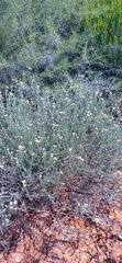 Helichrysum rosum