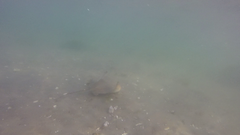 Myliobatis peruvianus