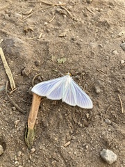 Palpita flegia