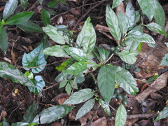 Mitriostigma axillare