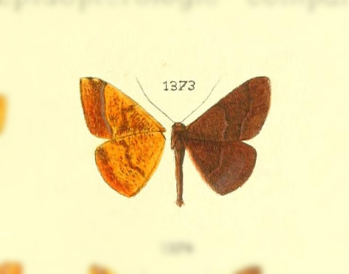 Pyrinia castana