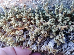 Selaginella watsonii