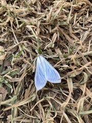 Palpita flegia