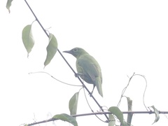 Chloropsis sonnerati