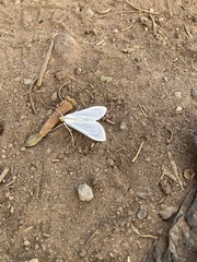 Palpita flegia