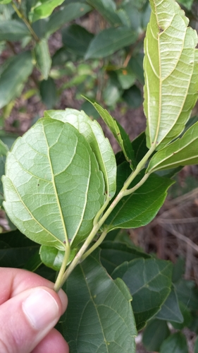 Image of Alchornea triplinervia by (c) JG, some rights reserved (CC BY)