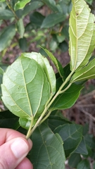 Alchornea triplinervia