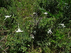Leontopodium campestre