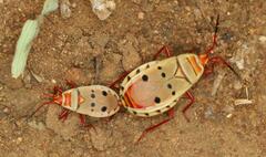 Probergrothius