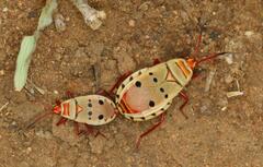 Probergrothius