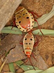 Probergrothius