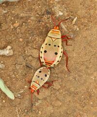 Probergrothius