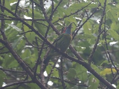 Psilopogon duvaucelii