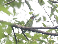 Psilopogon duvaucelii