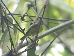 Abroscopus superciliaris