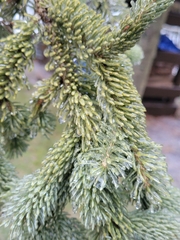 Picea glauca